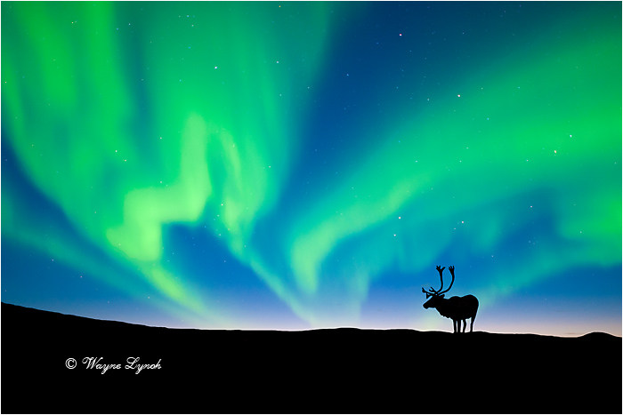 Caribou Bull & the Northern Lights by Dr. Wayne Lynch &copy;